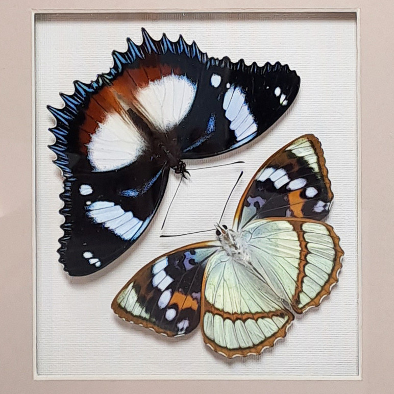 Бабочки Французский триколор и жемчужница Шренка, арт.: 70-76с - фото 2 - id-p58733338