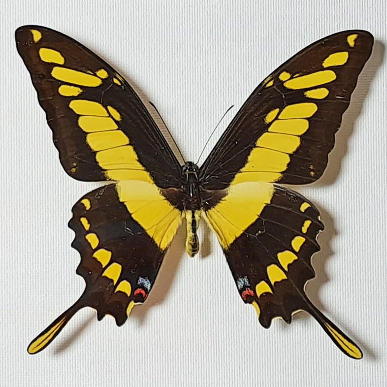 Бабочка Махаон Тоас, арт: 136с - фото 4 - id-p41984941