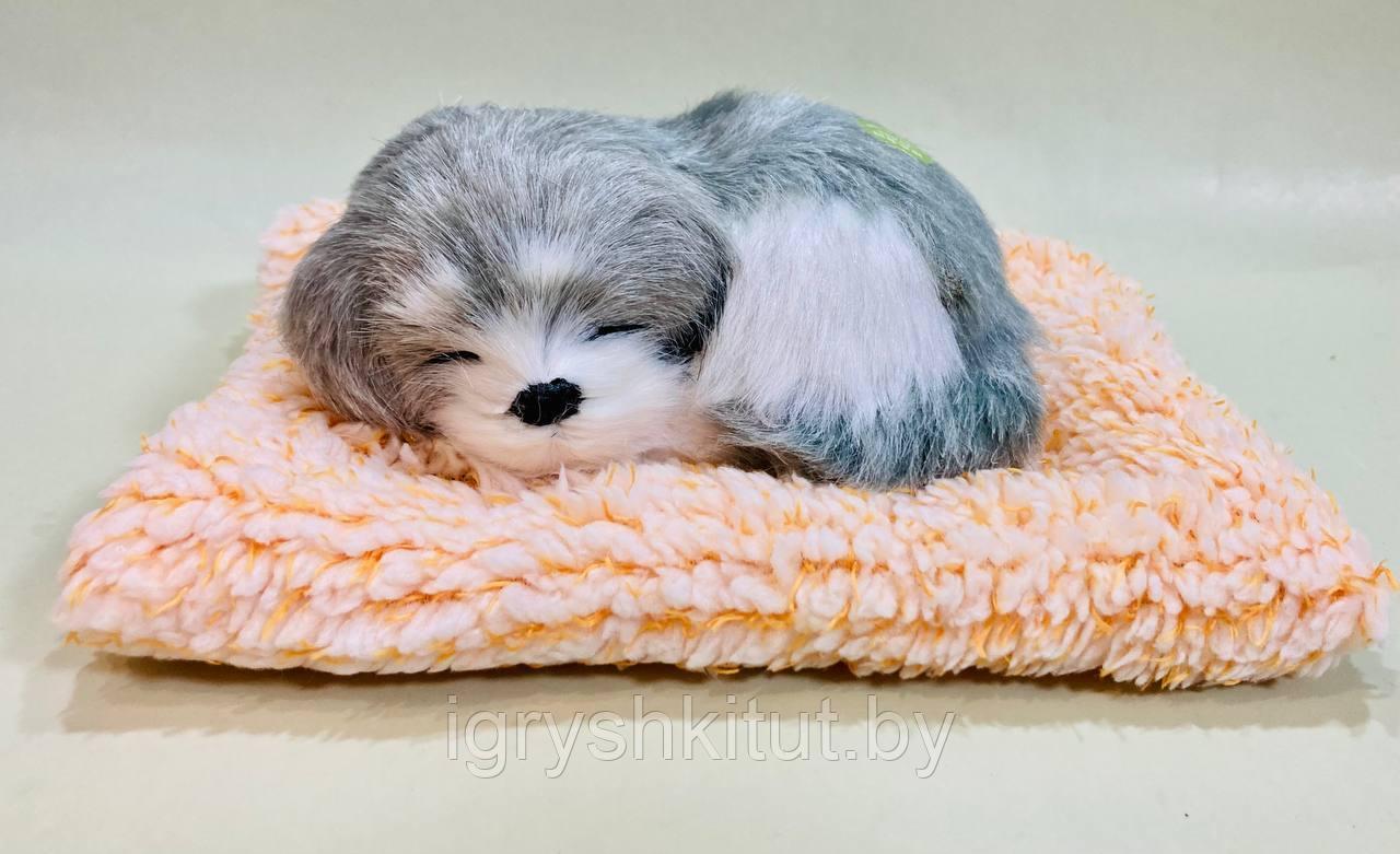 Игрушка Спящий щенок на подушке,лает, в ассортименте - фото 2 - id-p218319280