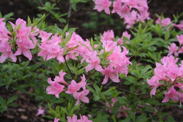 Рододендрон листопадный (азалия) сорт Розовый - фото 1 - id-p223039349
