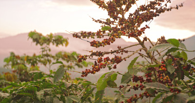 Кофе в зернах Coffee Life Roasters Мексика / 4010 - фото 9 - id-p223042950