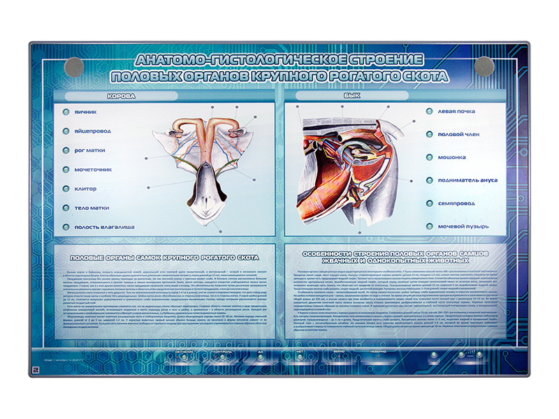 Электрифицированный стенд-тренажер "Анатомо-гистологическое строение половых органов крупного рогатого скота" - фото 1 - id-p195626559
