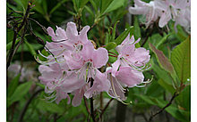 Рододендрон листопадный (азалия) сорт Вазея