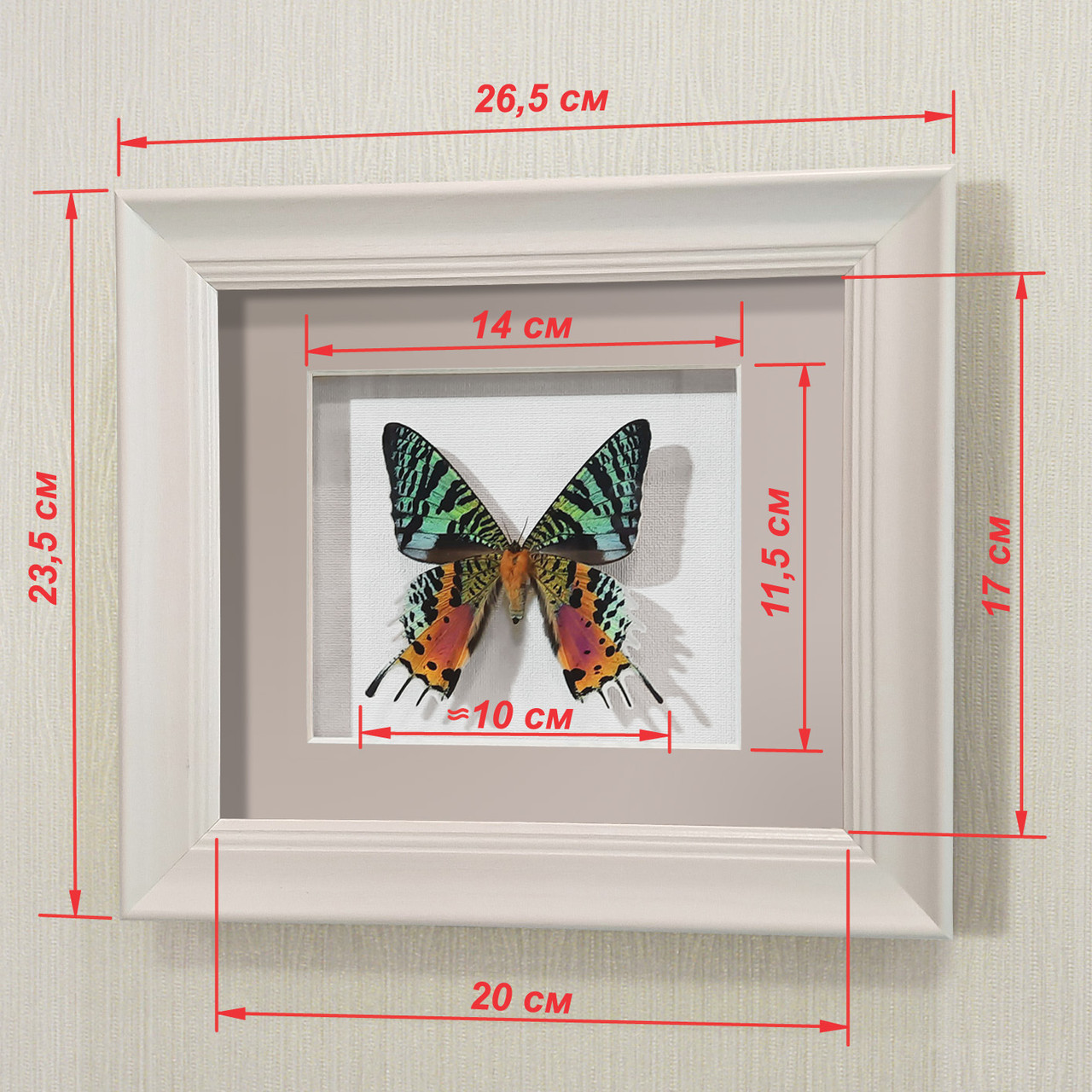 Бабочка Афродиты или Урания, арт: 145а - фото 3 - id-p41922983