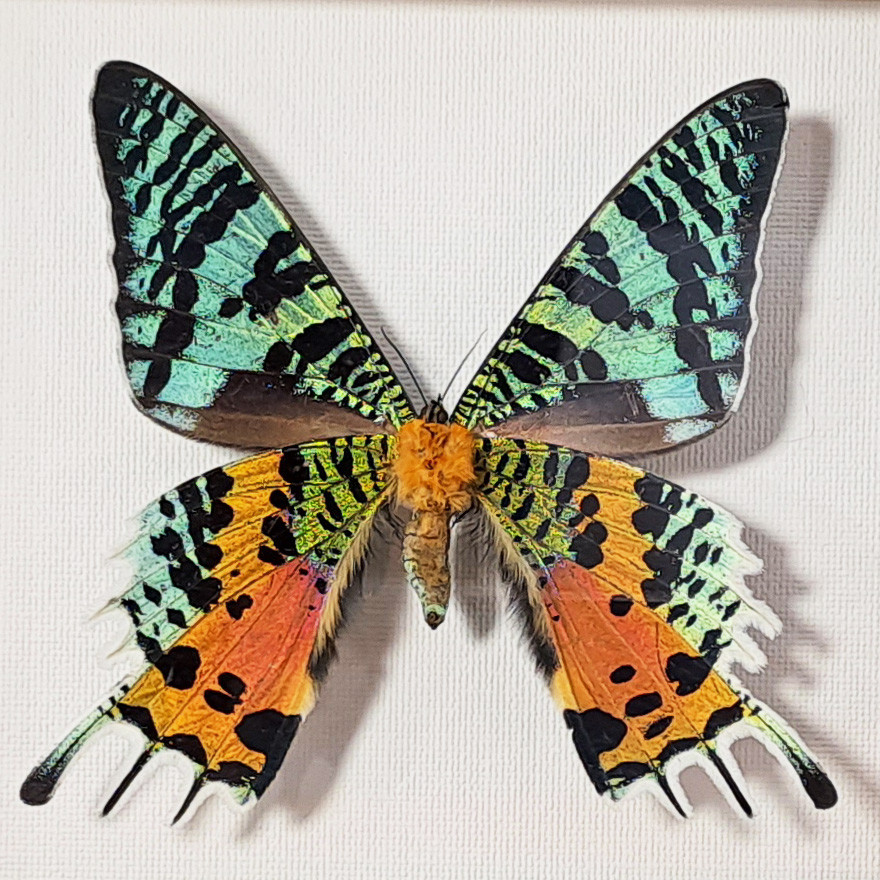 Бабочка Афродиты или Урания, арт: 145а - фото 4 - id-p41922983