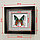 Бабочка Афродиты или Урания, арт: 145в, фото 3