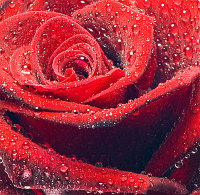 Фотообои листовые Citydecor Красная роза