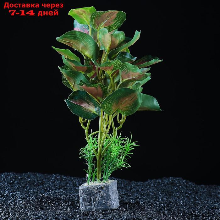 Растение аквариумное "в горшочке", 31 х 23 х 19 см - фото 3 - id-p222846738
