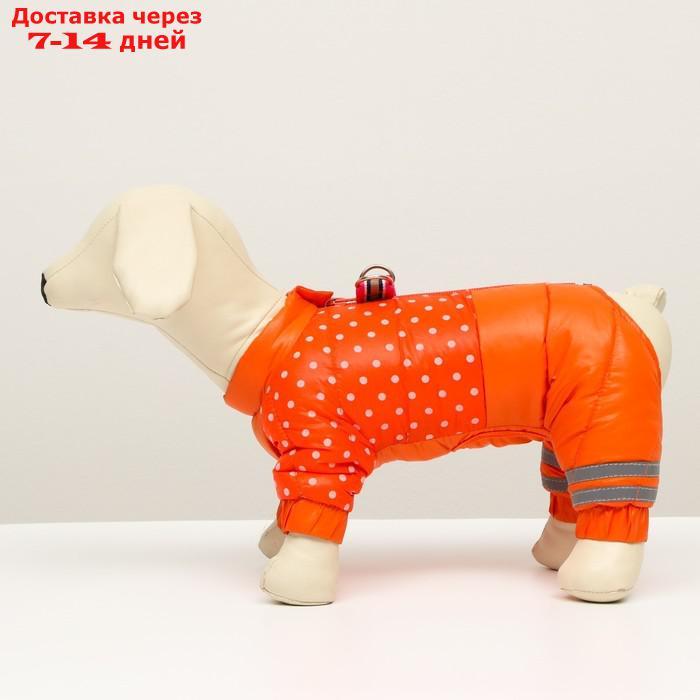 Комбинезон для собак "Горошек", размер 10 (ДС 25 см, ОГ 34 см, ОШ 24 см),красно-рыжая - фото 4 - id-p222846620