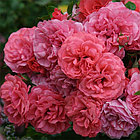 Роза штамбовая Розариум Ютерсен (Rosarium Uetersen), фото 2