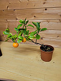 Цитрус Каламондин (Citrus Mitis)  высота 40 см D горшка14см, фото 2