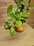 Цитрус Каламондин (Citrus Mitis)  высота 40 см D горшка14см, фото 3