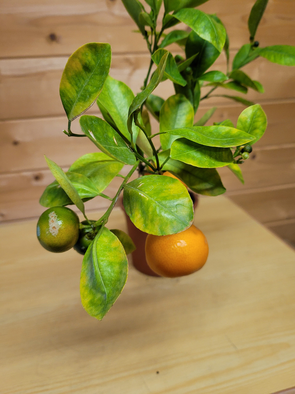 Цитрус Каламондин (Citrus Mitis) высота 40 см D горшка14см - фото 3 - id-p191808026