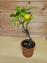 Цитрус Каламондин (Citrus Mitis)  высота 40 см D горшка14см