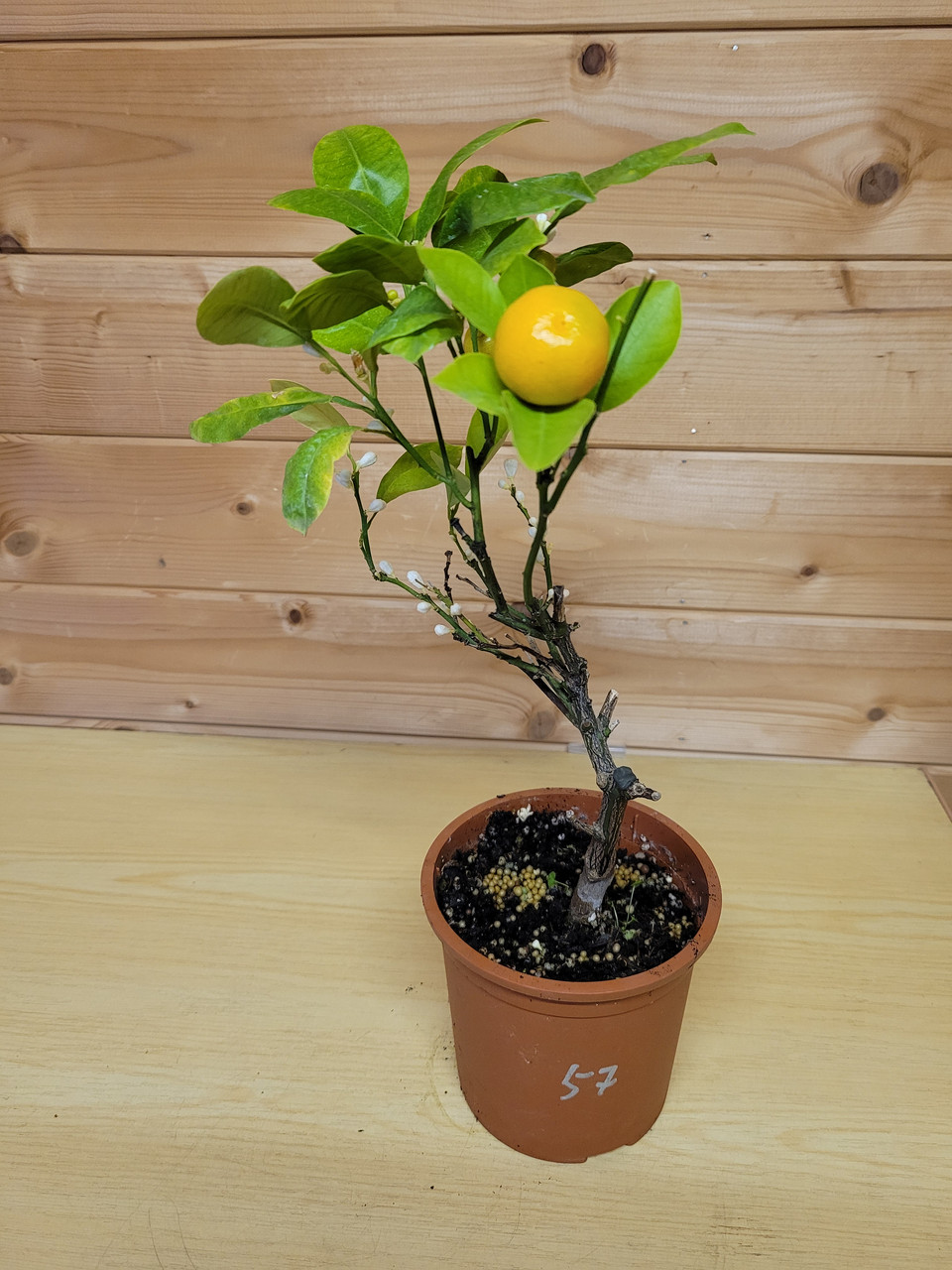 Цитрус Каламондин (Citrus Mitis) высота 40 см D горшка14см - фото 1 - id-p191803883