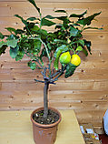 Цитрус Лимон  Комнатный   Высота 90см Диаметр горшка 21 см, фото 2