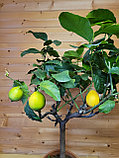 Цитрус Лимон  Комнатный   Высота 90см Диаметр горшка 21 см, фото 3