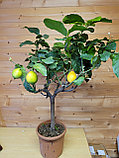 Цитрус Лимон  Комнатный   Высота 90см Диаметр горшка 21 см, фото 4