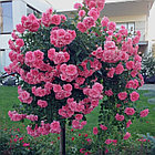 Роза штамбовая Розариум Ютерсен (Rosarium Uetersen), фото 3