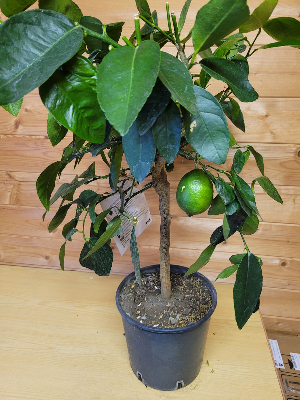 Цитрус Лайм (Citrus Lime) Высота 80 см Диаметр горшка 20 см - фото 5 - id-p191919812