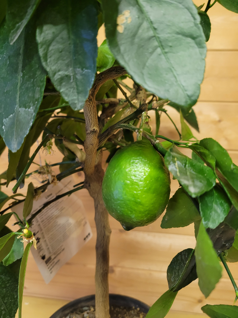 Цитрус Лайм (Citrus Lime) Высота 80 см Диаметр горшка 20 см - фото 1 - id-p191919812