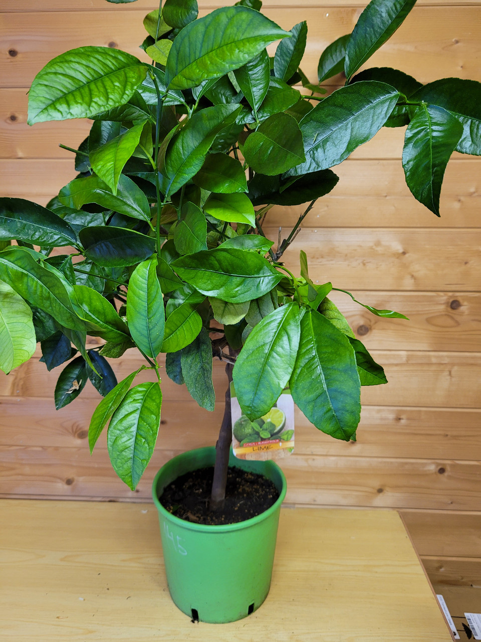 Цитрус Лайм (Citrus aurantiifolia) Высота 80 см Диаметр горшка 20 см - фото 1 - id-p171513068