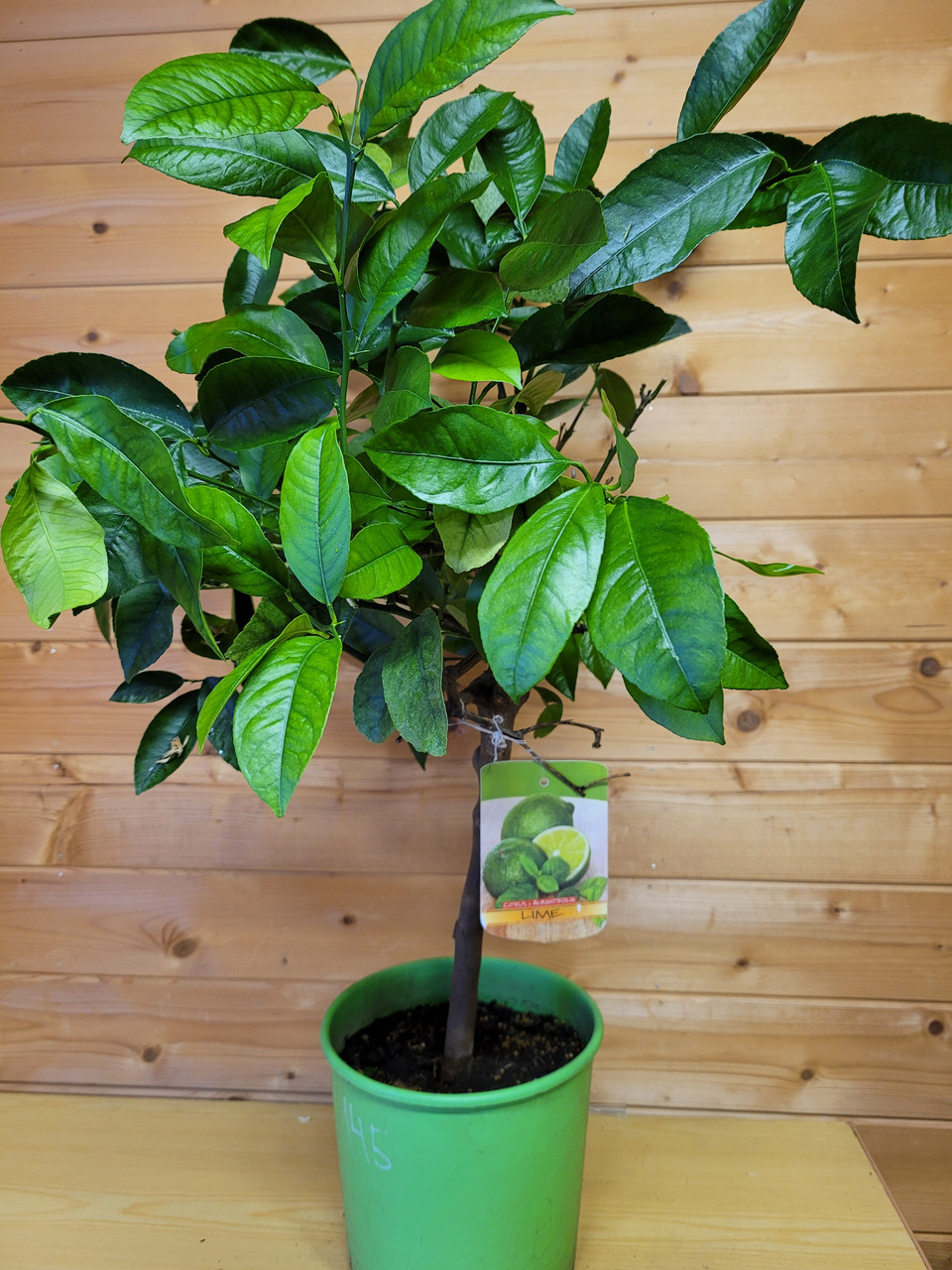 Цитрус Лайм (Citrus aurantiifolia) Высота 80 см Диаметр горшка 20 см - фото 2 - id-p171513068