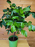 Цитрус Лайм (Citrus aurantiifolia) Высота 80 см Диаметр горшка 20 см, фото 3
