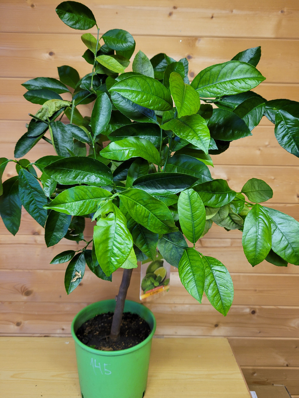 Цитрус Лайм (Citrus aurantiifolia) Высота 80 см Диаметр горшка 20 см - фото 3 - id-p171513068