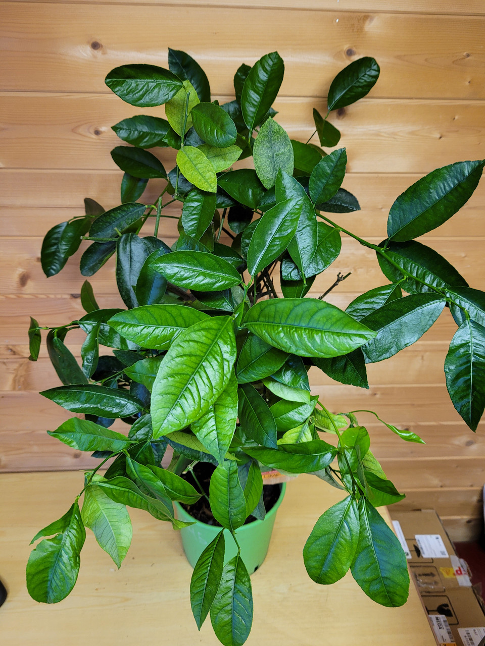 Цитрус Лайм (Citrus aurantiifolia) Высота 80 см Диаметр горшка 20 см - фото 4 - id-p171513068