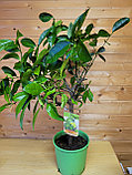 Цитрус Лайм (Citrus aurantiifolia) Высота 80 см Диаметр горшка 20 см, фото 5