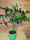 Цитрус Лайм (Citrus aurantiifolia) Высота 80 см Диаметр горшка 20 см, фото 6