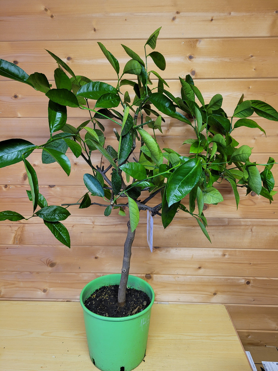 Цитрус Лайм (Citrus aurantiifolia) Высота 80 см Диаметр горшка 20 см - фото 6 - id-p171513068