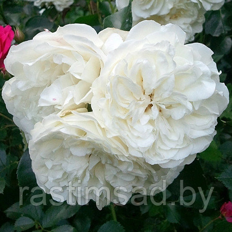 Роза штамбовая Уайт Мейдилэнд (White Meidiland) - фото 2 - id-p200638389