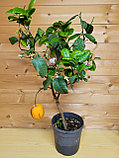 Цитрус Лимон-Апельсин Аркобал (Orange Arcobal (Citrus meyeri x citrus sine) Высота 80-90см Диаметр горшка 20см, фото 2