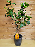 Цитрус Лимон-Апельсин Аркобал (Orange Arcobal (Citrus meyeri x citrus sine) Высота 80-90см Диаметр горшка 20см, фото 3