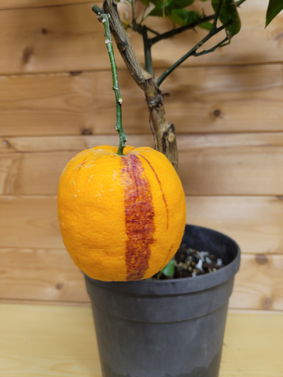 Цитрус Лимон-Апельсин Аркобал (Orange Arcobal (Citrus meyeri x citrus sine) Высота 80-90см Диаметр горшка 20см