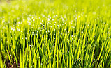 Семена газонной травы DSV Special Специальная Делюкс (Special Deluxe) 10кг Германия-Дания, фото 9
