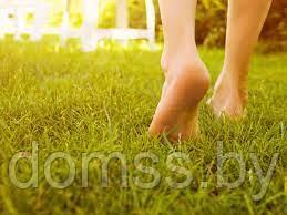 Семена газонной травы DSV Special Специальная Делюкс (Special Deluxe) 10кг Германия-Дания