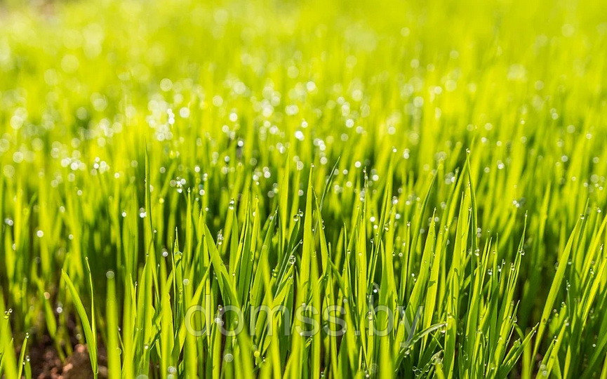 Газонная трава DSV Special Специальная Классик (Special Classic) 10кг Германия-Дания