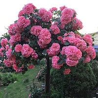 Роза штамбовая Розариум Ютерсен (Rosarium Uetersen)