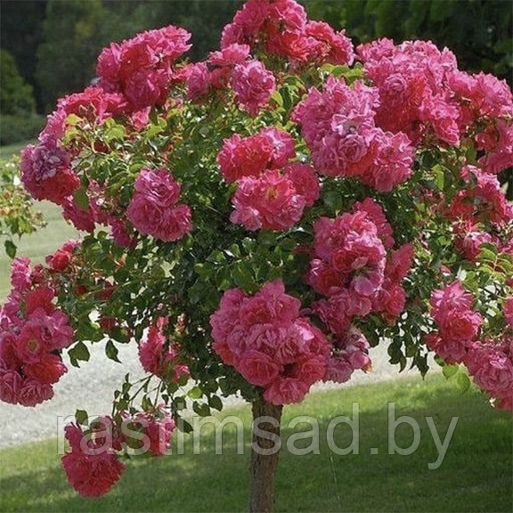 Роза штамбовая Пинк Свани (Pink Swany)