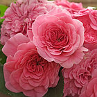 Роза штамбовая Пинк Свани (Pink Swany), фото 2