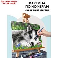 Картина по номерам на картоне "Голубоглазый пушистик", 30*40, с акрил. кр. и кист. КК_44043