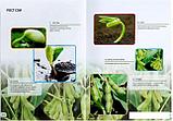 Набор для опытов Эврики Наука о растениях 5066413, фото 3