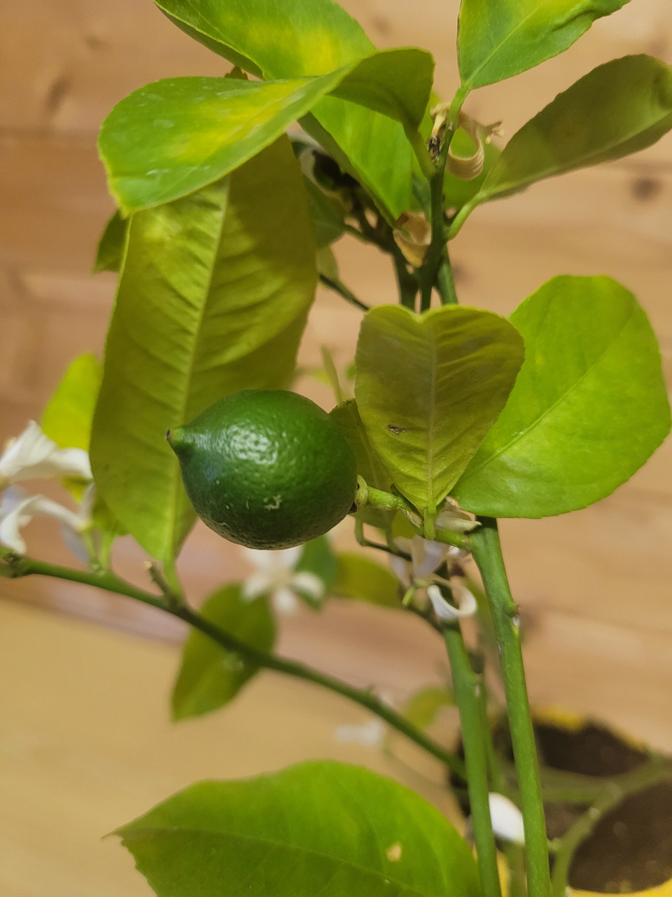 Цитрус Лимон Лиза (Citrus limon) Высота 40 см диаметр горшка 14см - фото 1 - id-p223442619