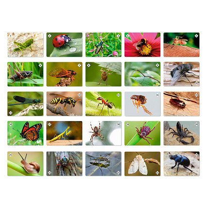 Мемо: Мир насекомых и не только, фото 2