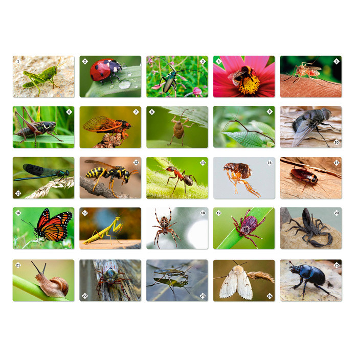 Мемо: Мир насекомых и не только - фото 2 - id-p223489014