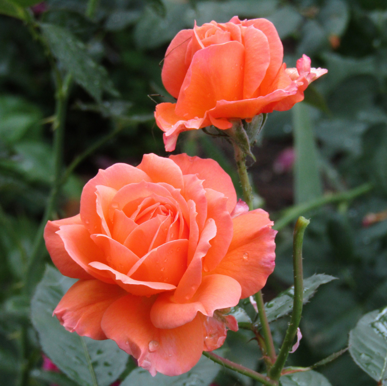 Роза чайно-гибридная "Христофор Колумб", С3 - фото 1 - id-p223493316