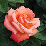 Роза чайно-гибридная "Христофор Колумб", С3, фото 2